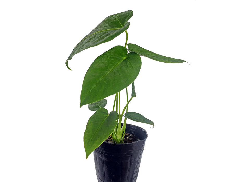 Anthurium angamarcanum 1 (seedlings)