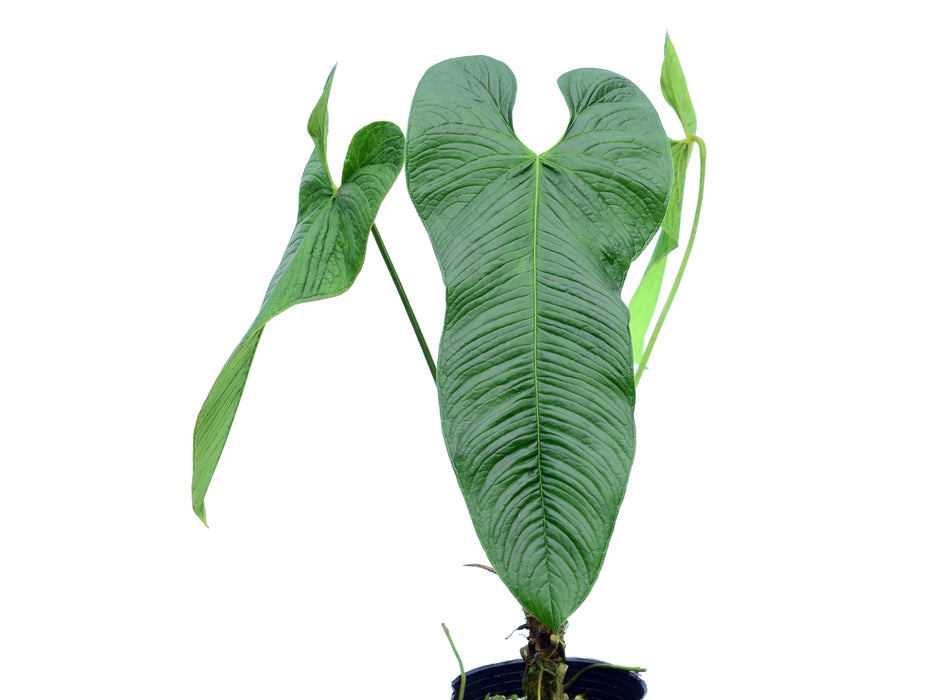 Anthurium argyrostachyum