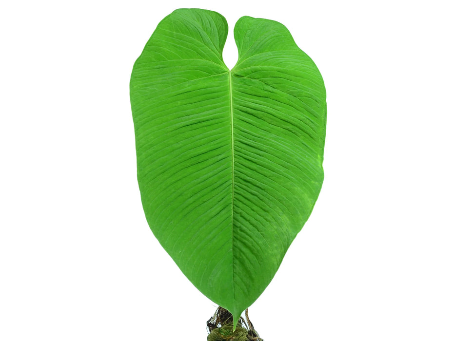 Anthurium argyrostachyum lineatum