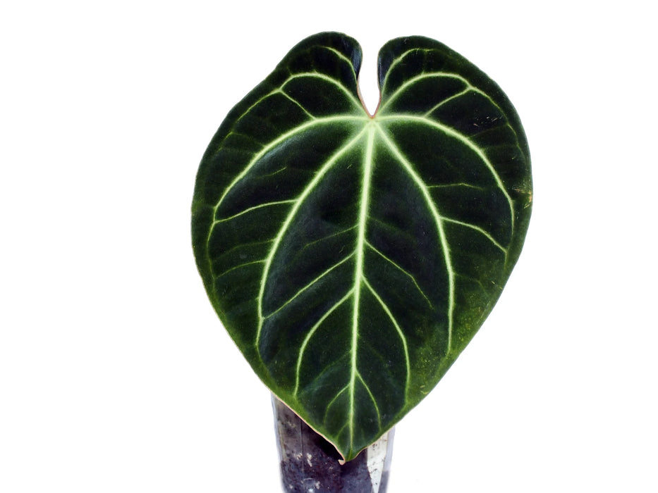 Anthurium besseae aff