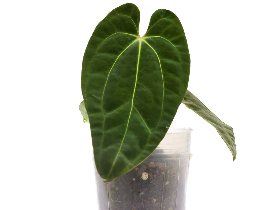 Anthurium besseae aff x Anthurium papillilaminum