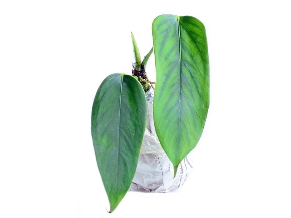 Anthurium bomboizense