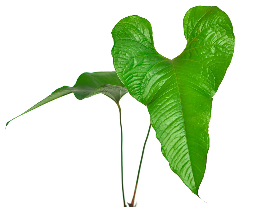 Anthurium brownii 5