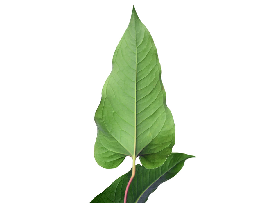 Anthurium brownii 5