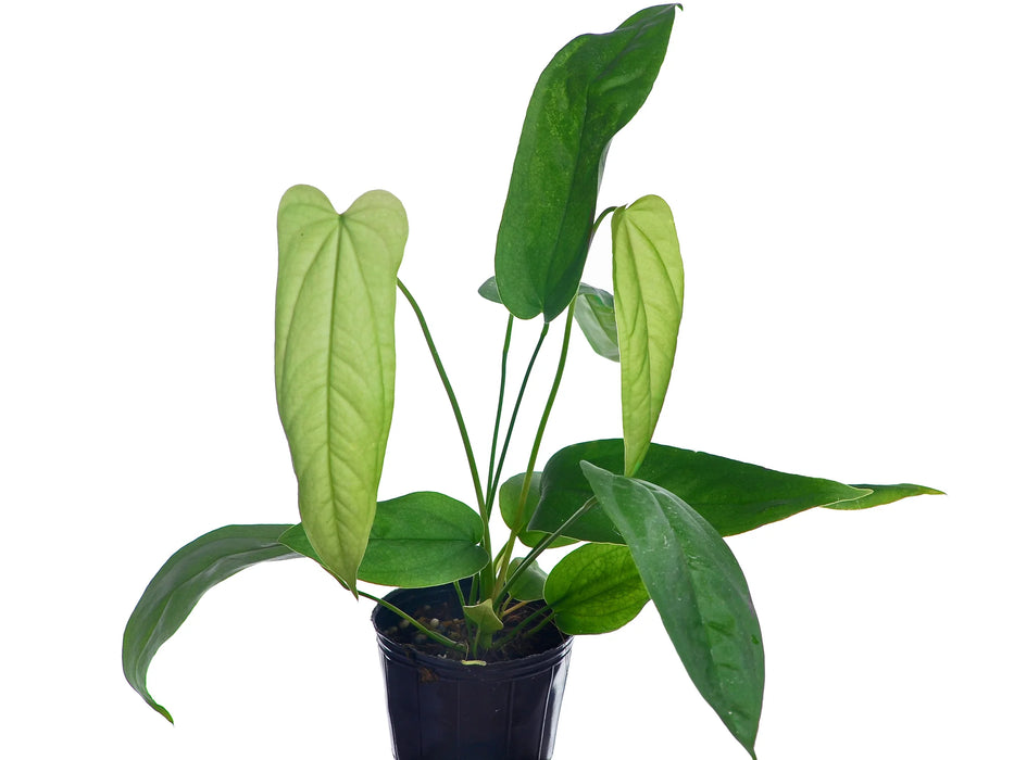 Anthurium bullatus