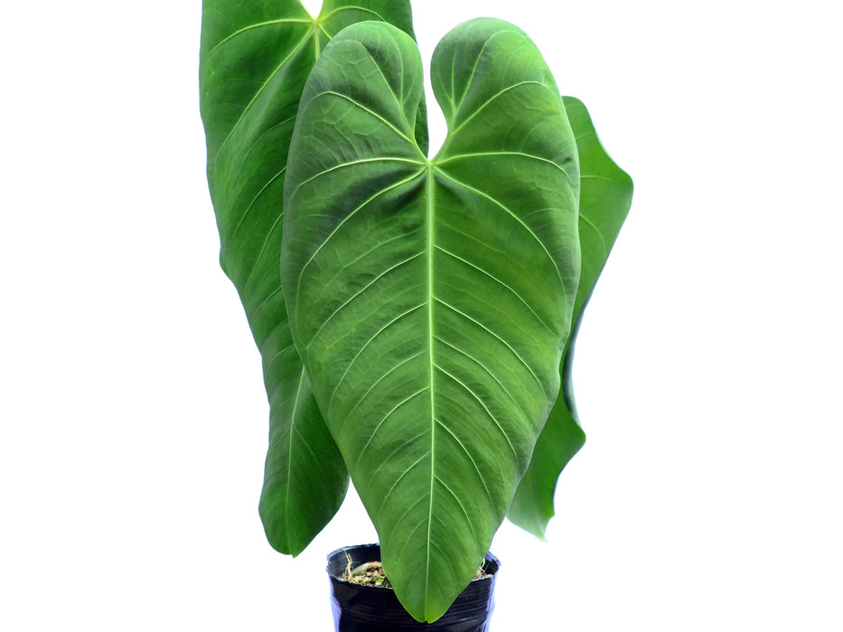 Anthurium cirinoi Velvet