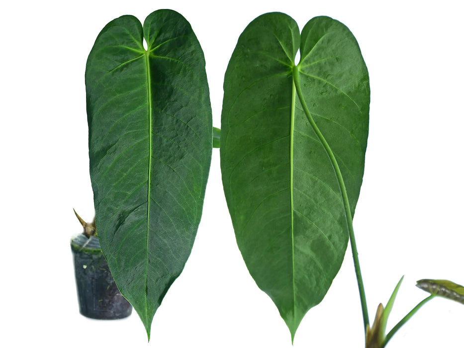 Anthurium cirinoi Velvet