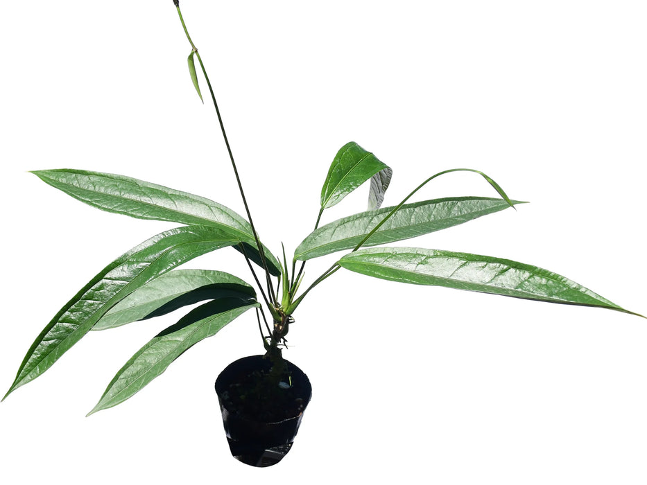 Anthurium coriaceum 7