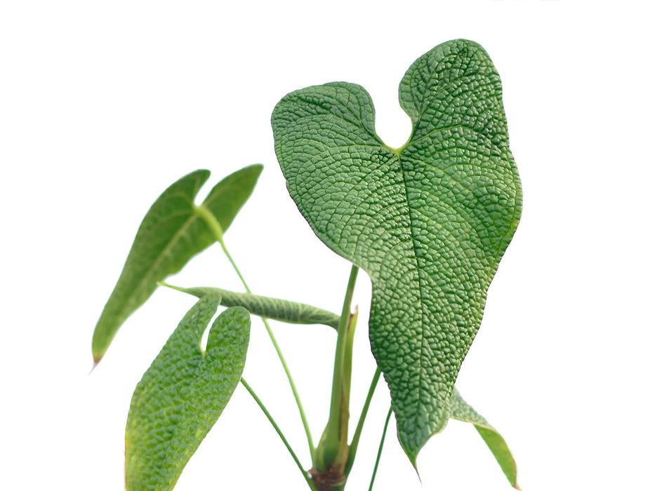 Anthurium corrugatum