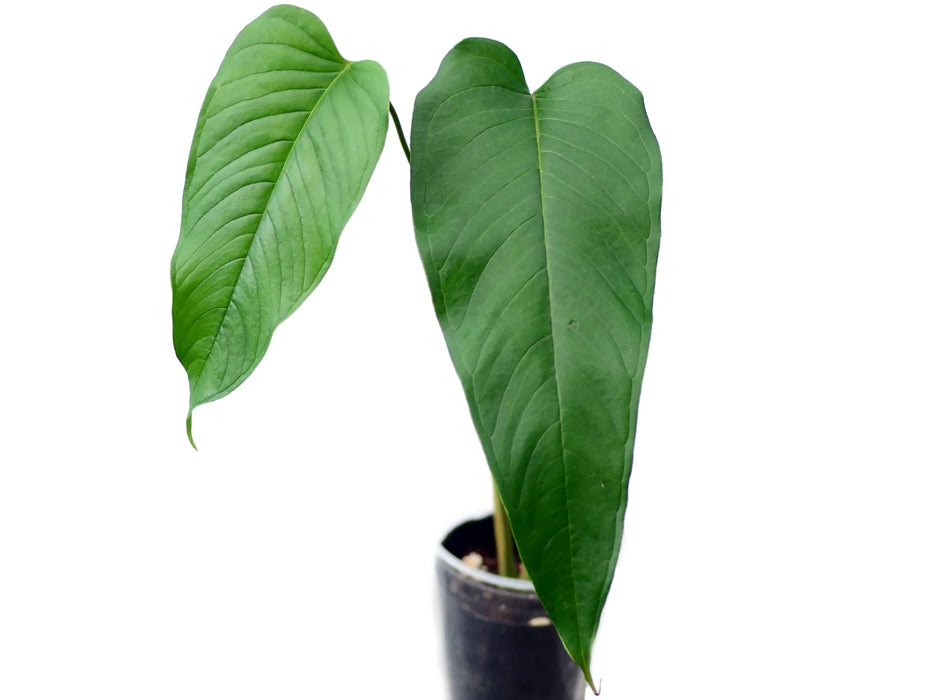 Anthurium cuspidatum (seedlings)