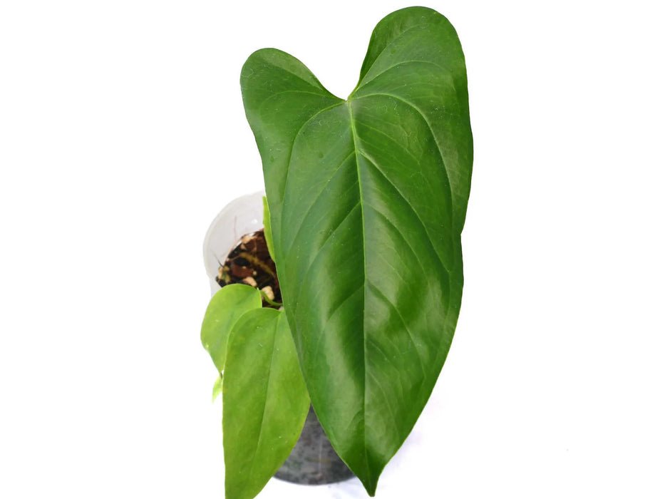 Anthurium pandurilaminum cf x Anthurium pedatum