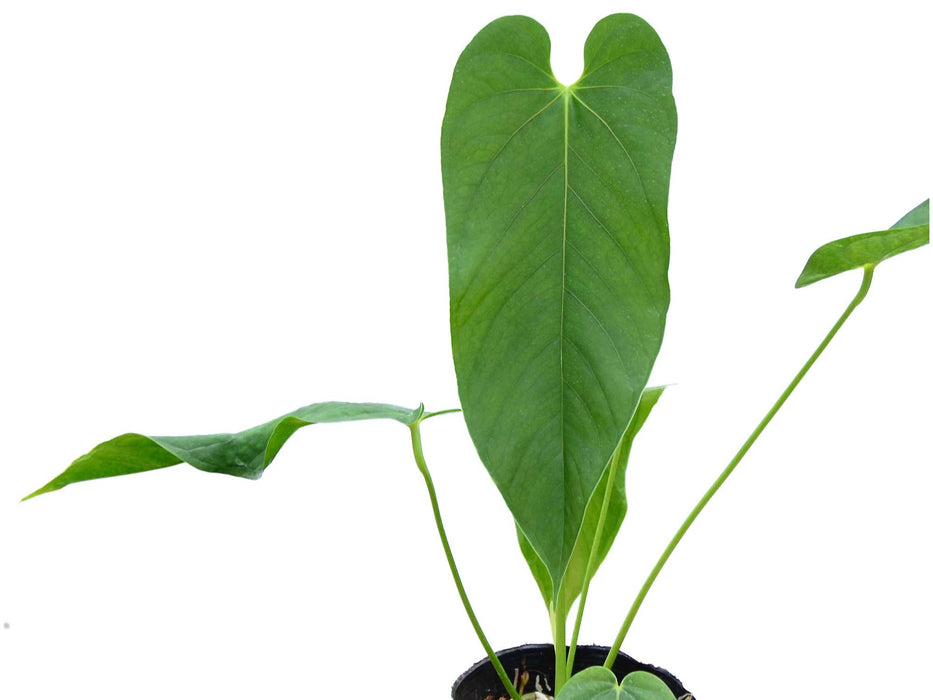 Anthurium dolichostachyum (seedling)