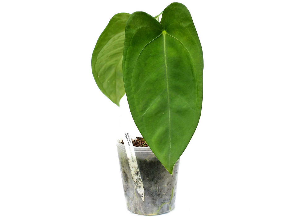 Anthurium forgetii x Anthurium moronense