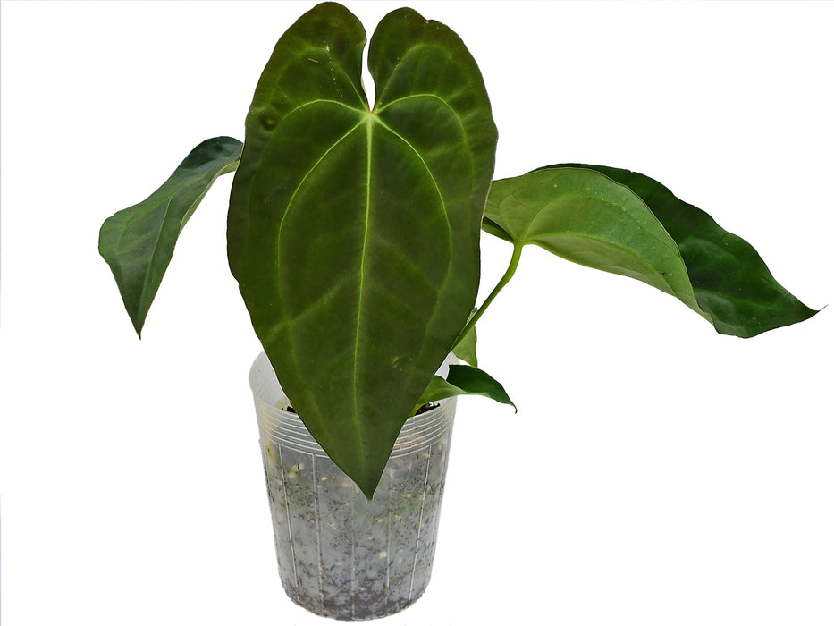 Anthurium forgetii x Anthurium papillilaminum