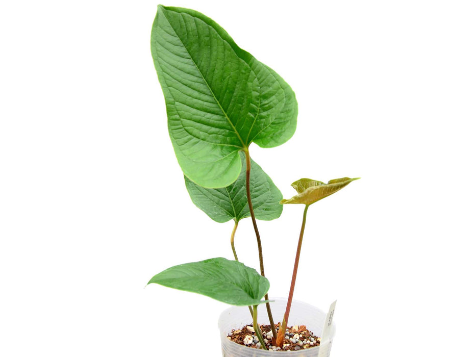 Anthurium insigne cf (seedling)