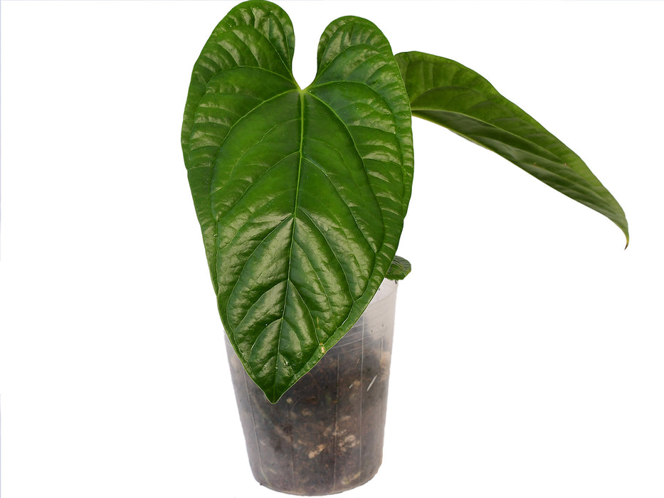 Anthurium insigne cf x Anthurium luxurians