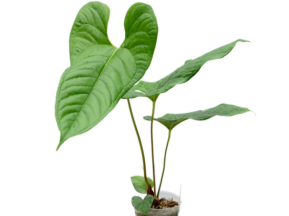 Anthurium ivanportillae (seedling)