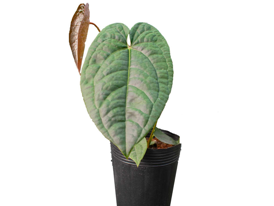 Anthurium luxurians x Anthurium nigrolaminum 'Ecuagenera'