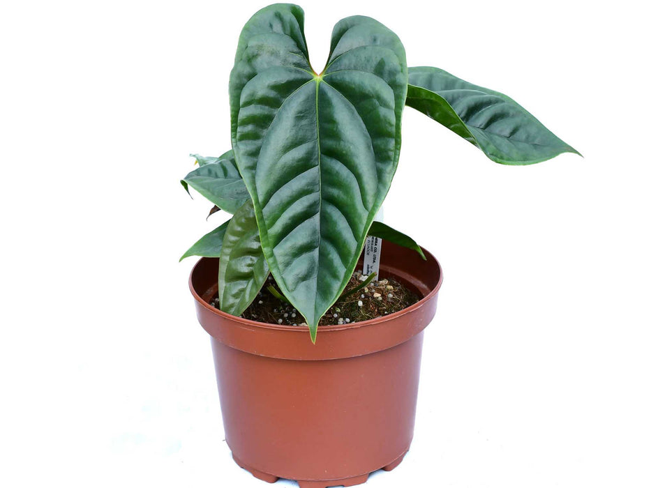 Anthurium luxurians x Anthurium recavum