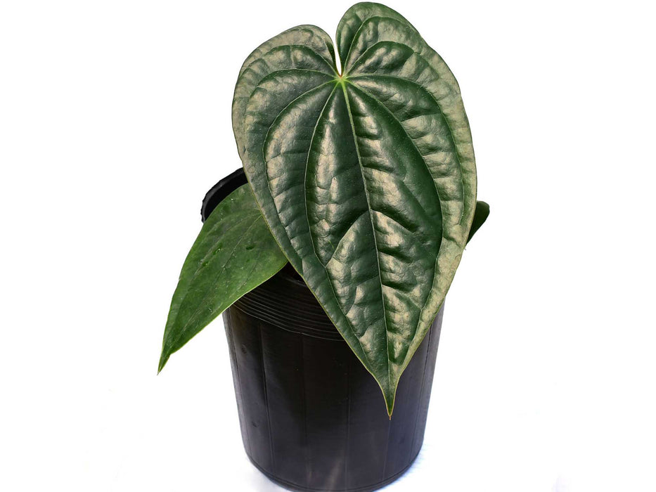 Anthurium luxurians x Anthurium regale 'light'