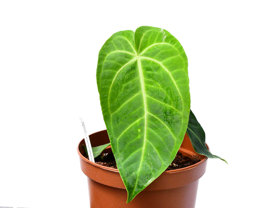 Anthurium magnificum x Anthurium waterburyanum