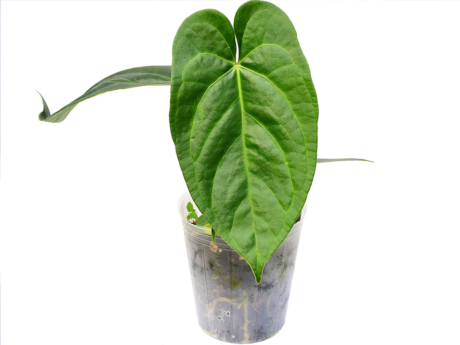 Anthurium nigrolaminum 'Gigi' x Anthurium angamarcanum