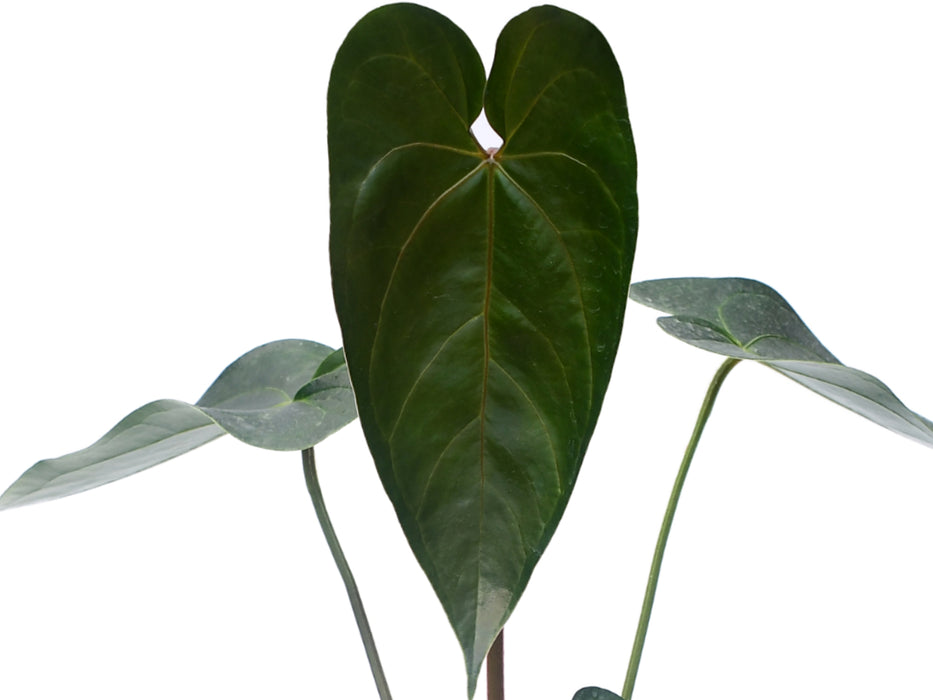 Anthurium nigrolaminum 'Gigi' x Anthurium papillilaminum