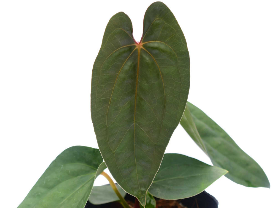 Anthurium nigrolaminum x Anthurium papillilaminum 'Inverse crossing'