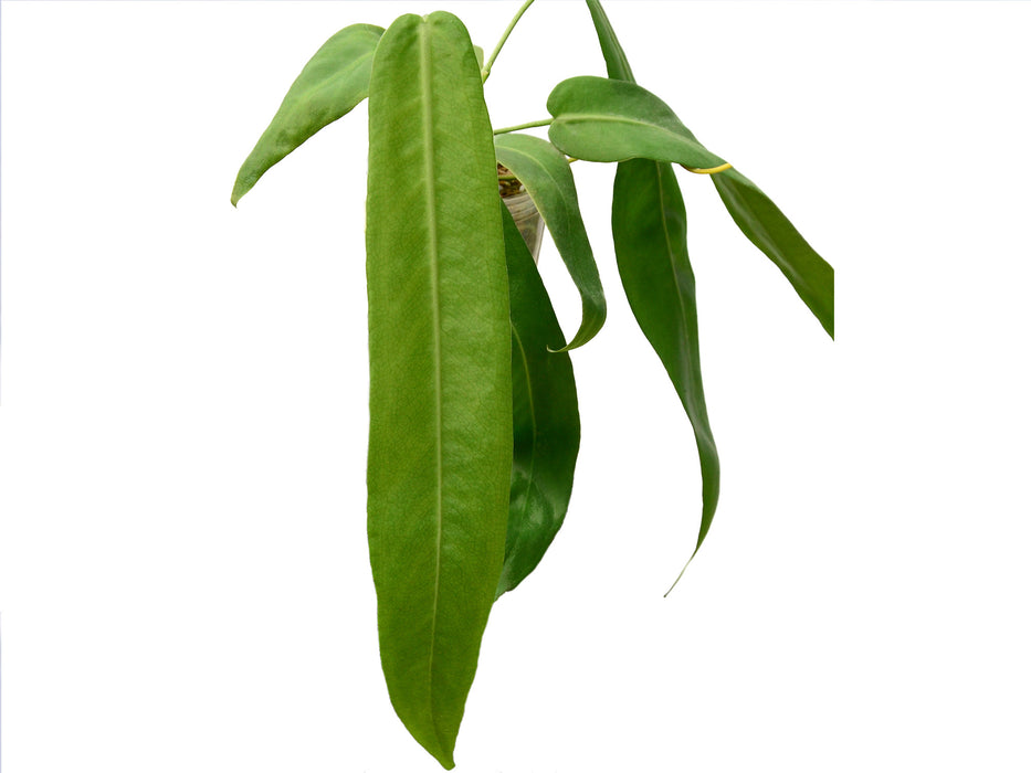 Anthurium pallidiflorum (seedling)