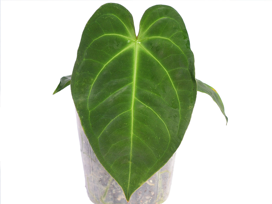 Anthurium pulcachense x Anthurium forgetii