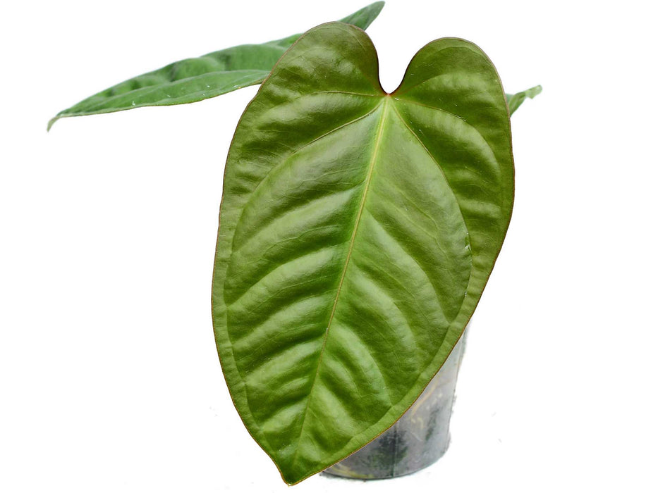 Anthurium pulcachense x Anthurium recavum