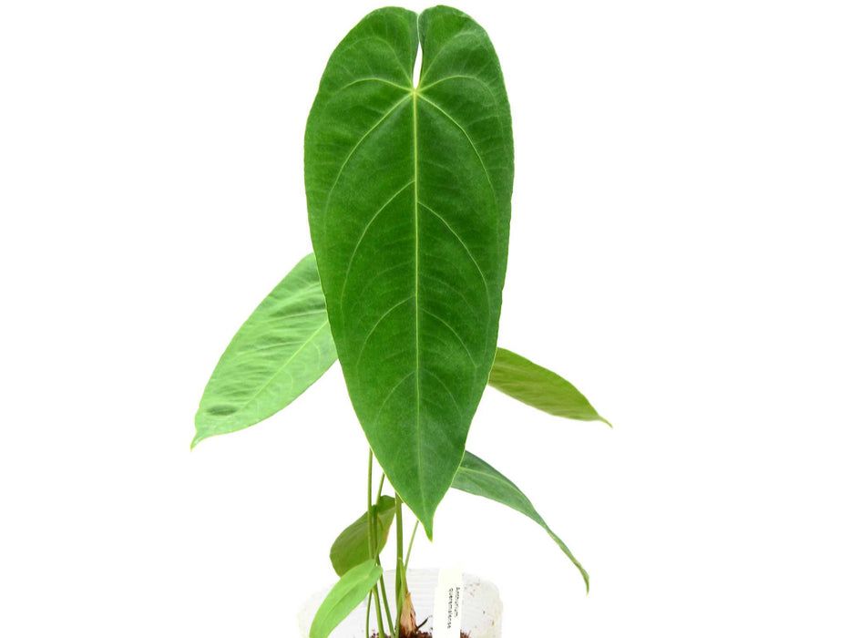 Anthurium queremalense (seedling)