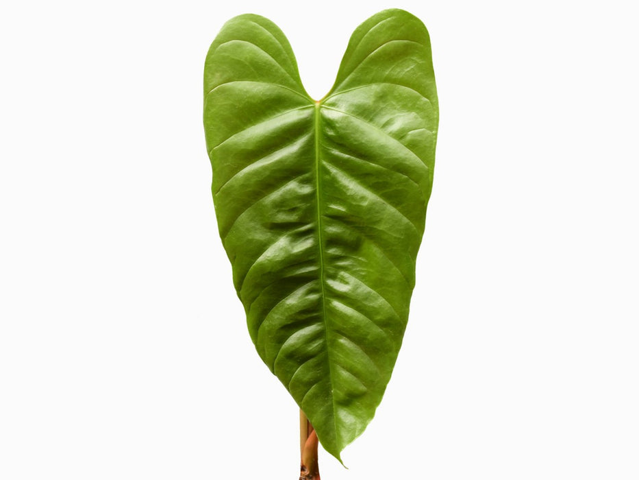 Anthurium recavum