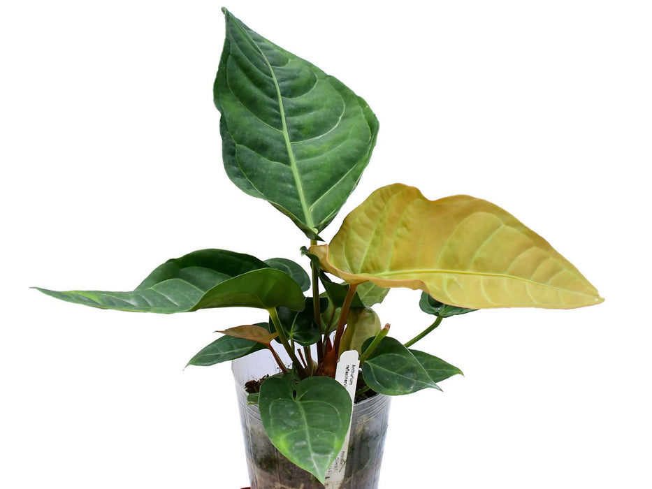 Anthurium reflexinervium x Anthurium luxurians