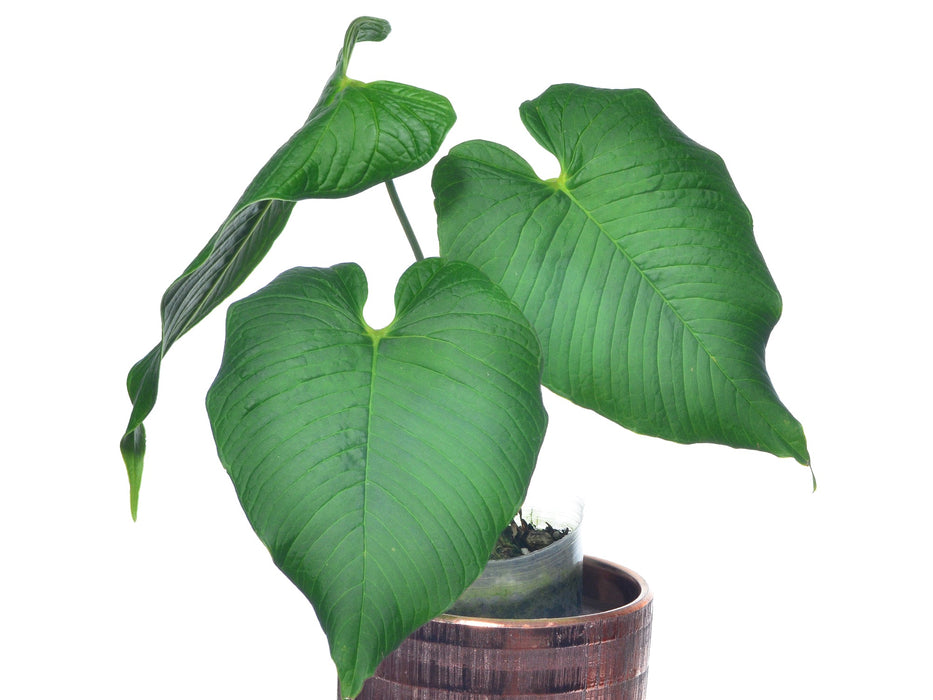 Anthurium rugulosum 'Lluruqui'