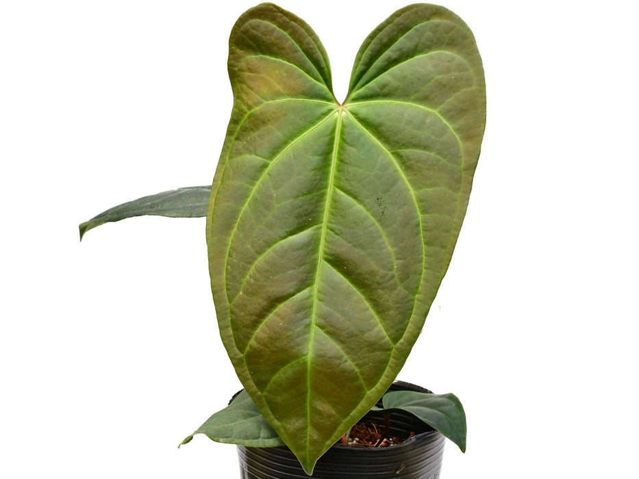 Anthurium sagitatum cf x Anthurium besseae aff