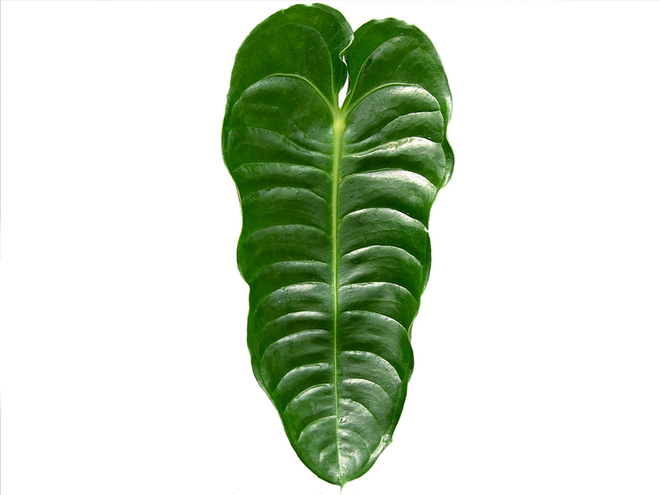 Anthurium veitchii type