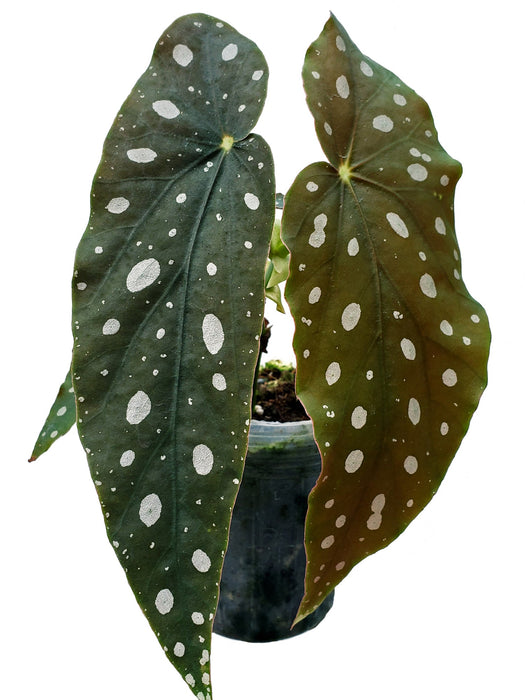 Begonia maculata