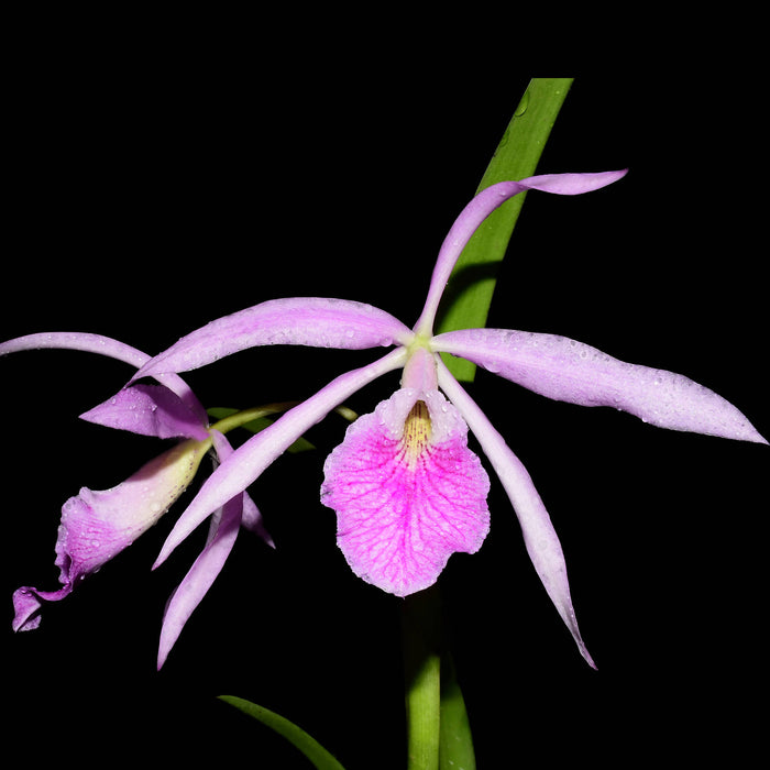 Brassocattleya Kay (N x var atropurpurea)