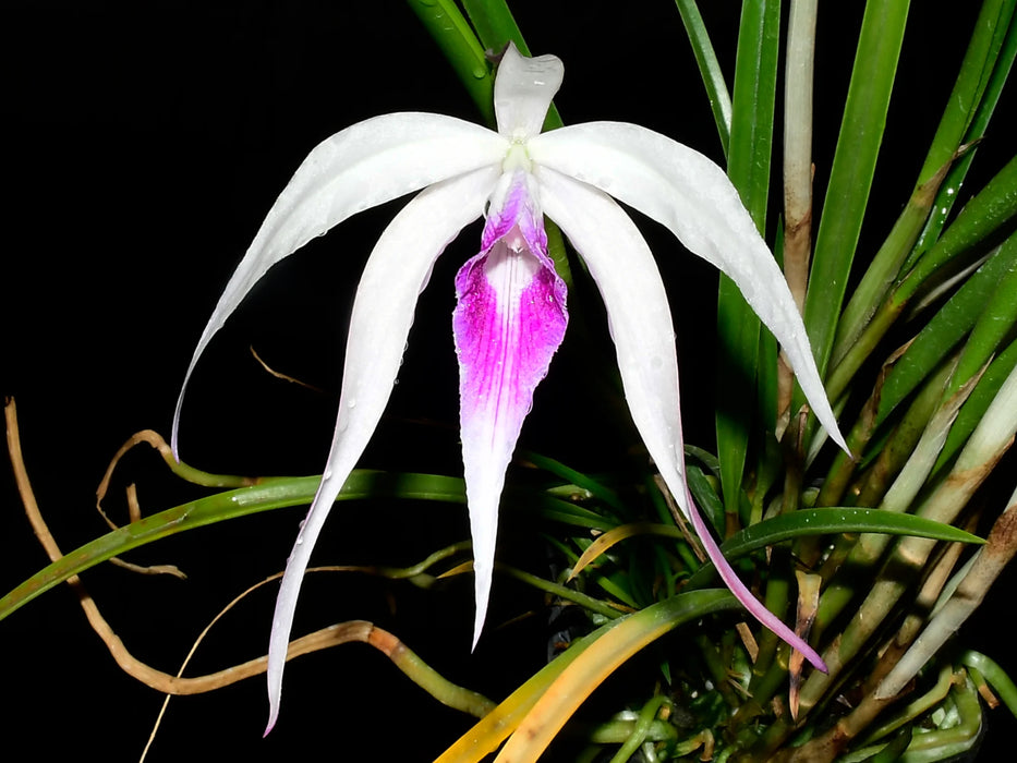 Brassocattleya Ivan Portilla 'Camila'