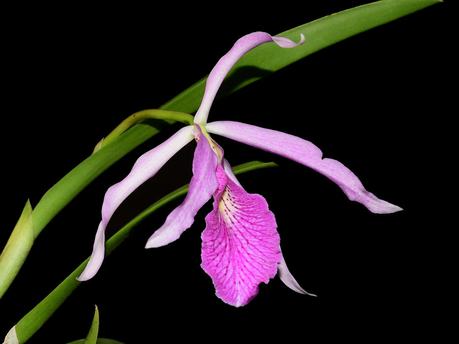 Brassocattleya Kay (N x var atropurpurea)