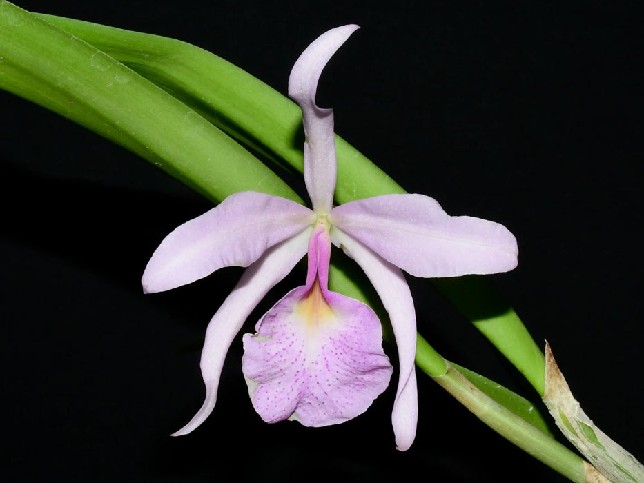 Brassocattleya Martina