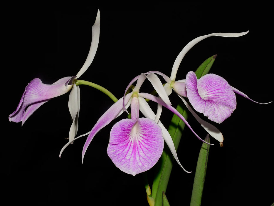 Brassocattleya Morning Glory rubra #14