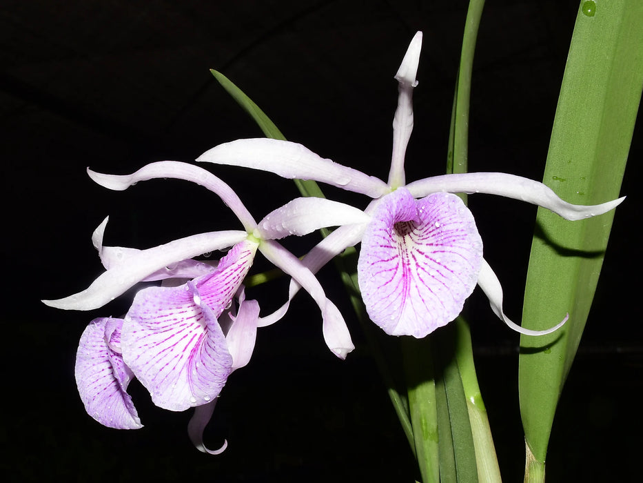 Brassocattleya Morning Glory var carnea