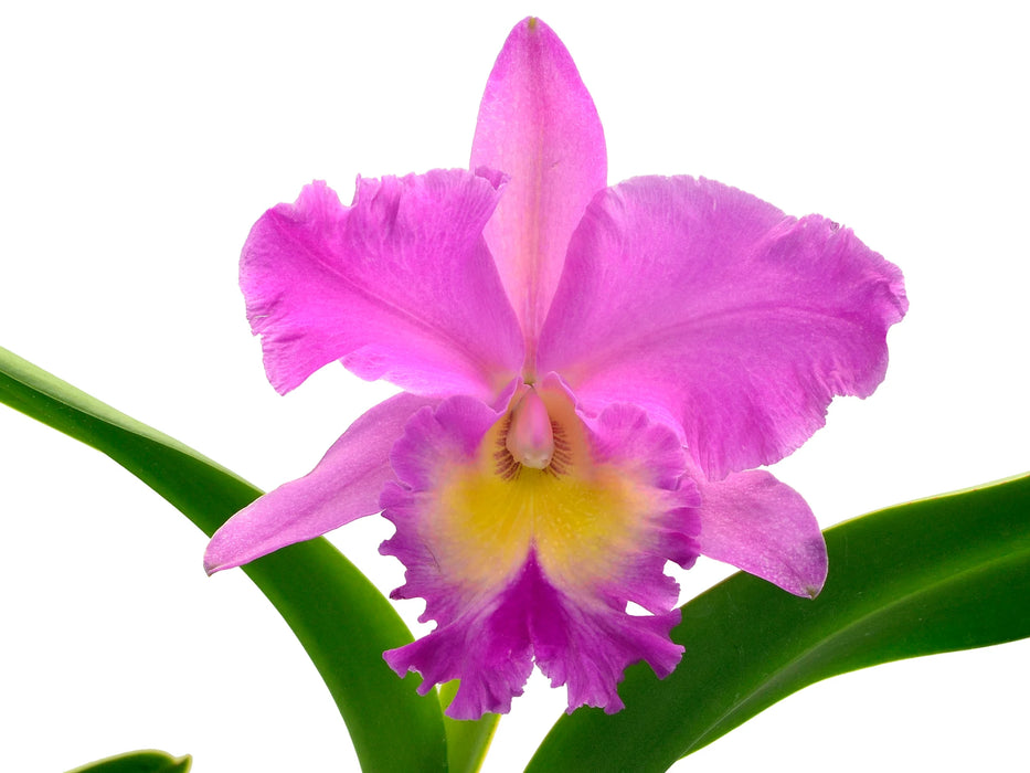 Brassolaeliocattleya Juliana Ec x Blc. Pink Empress