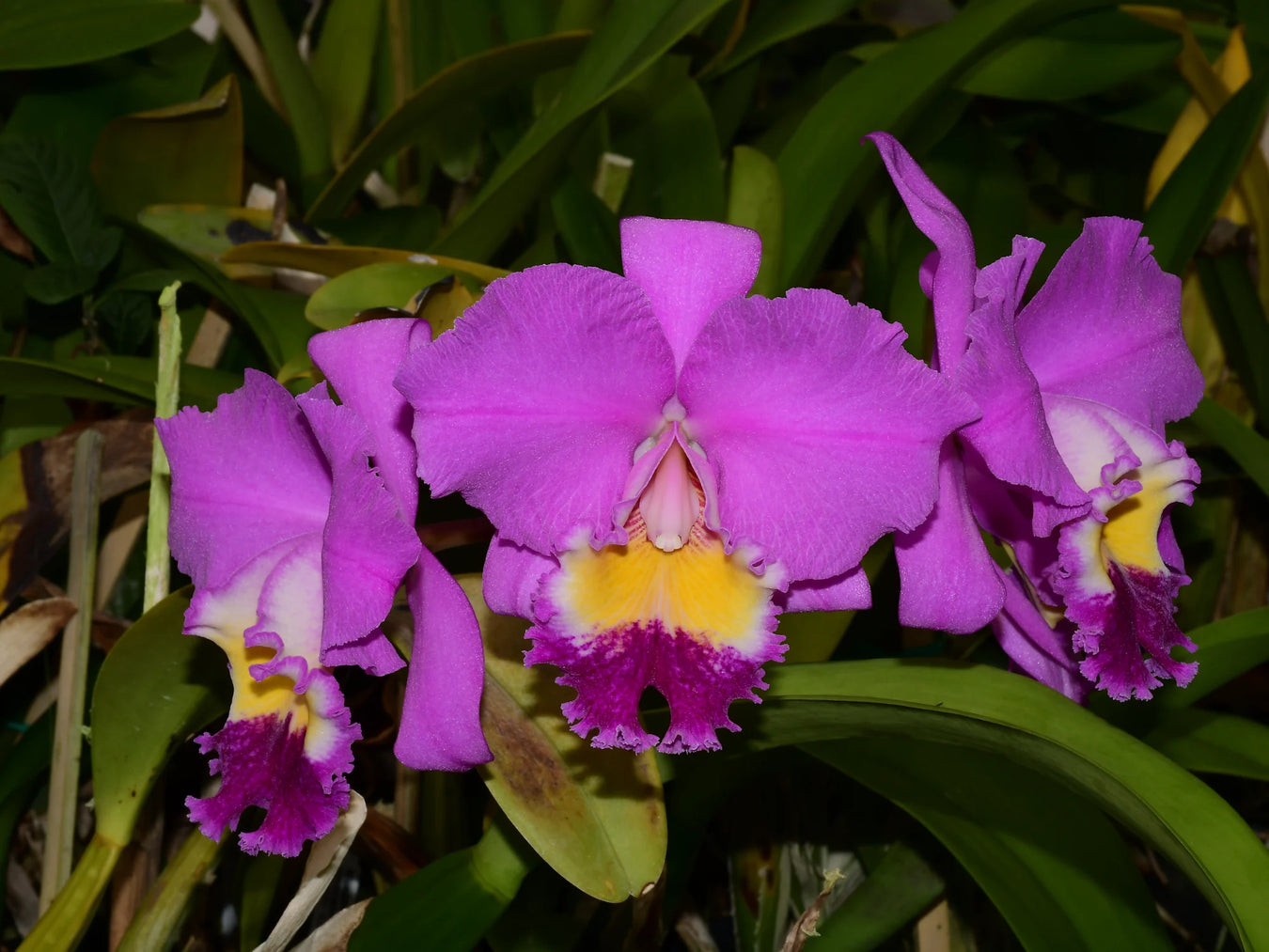 Brassolaeliocattleya