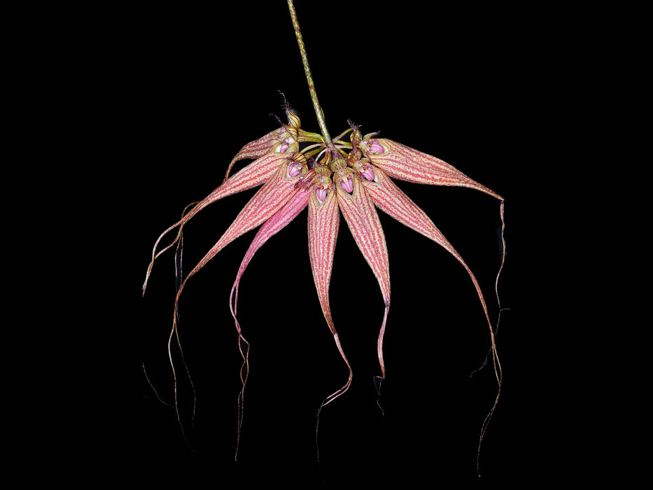 Bulbophyllum Elizabeth Ann 'Buckleberry'