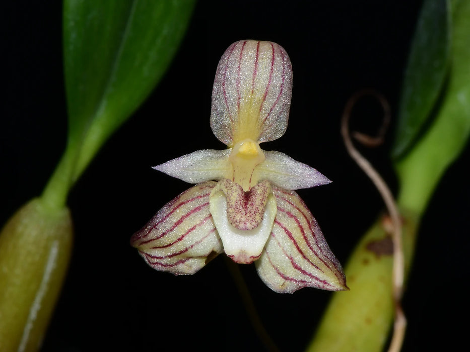 Bulbophyllum ambrosia