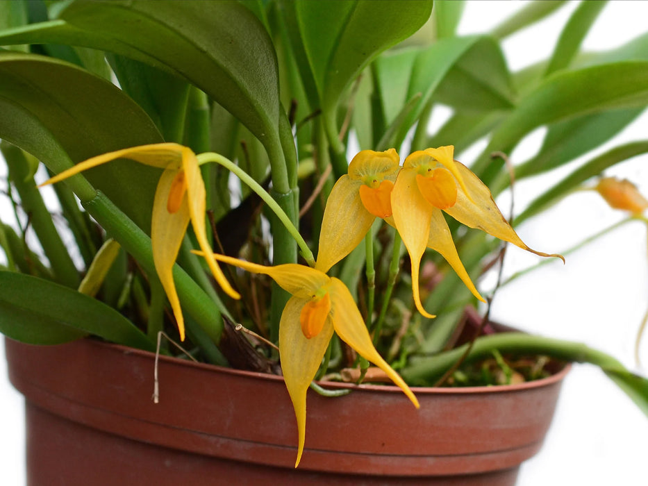 Bulbophyllum ankylochele