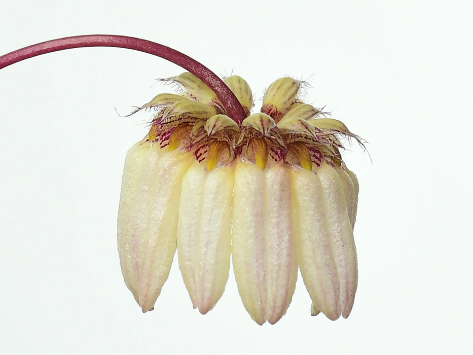 Bulbophyllum auratum f. pink